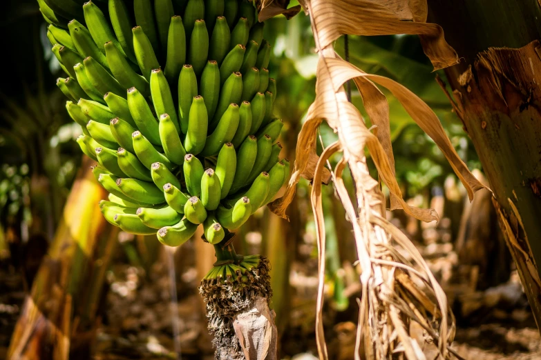 a bunch of bananas hanging from a tree in the woods