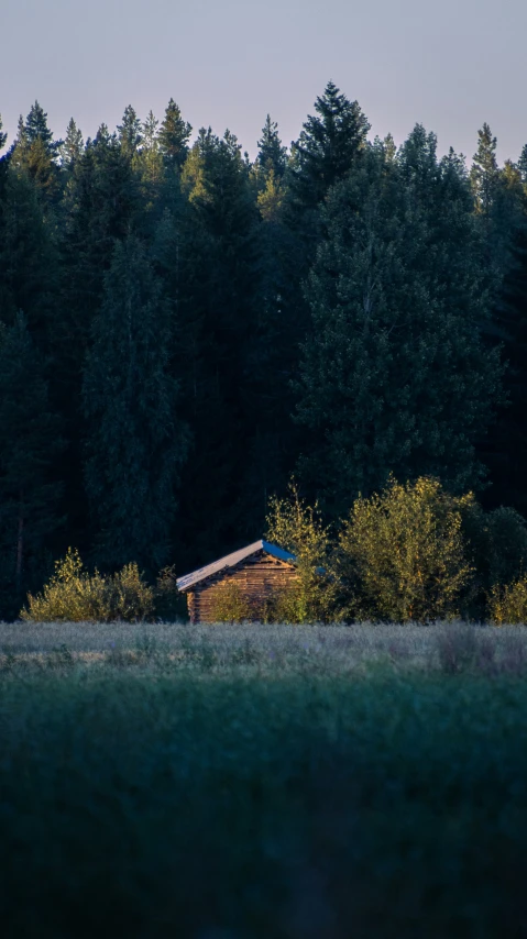 a house sitting in the middle of a forest