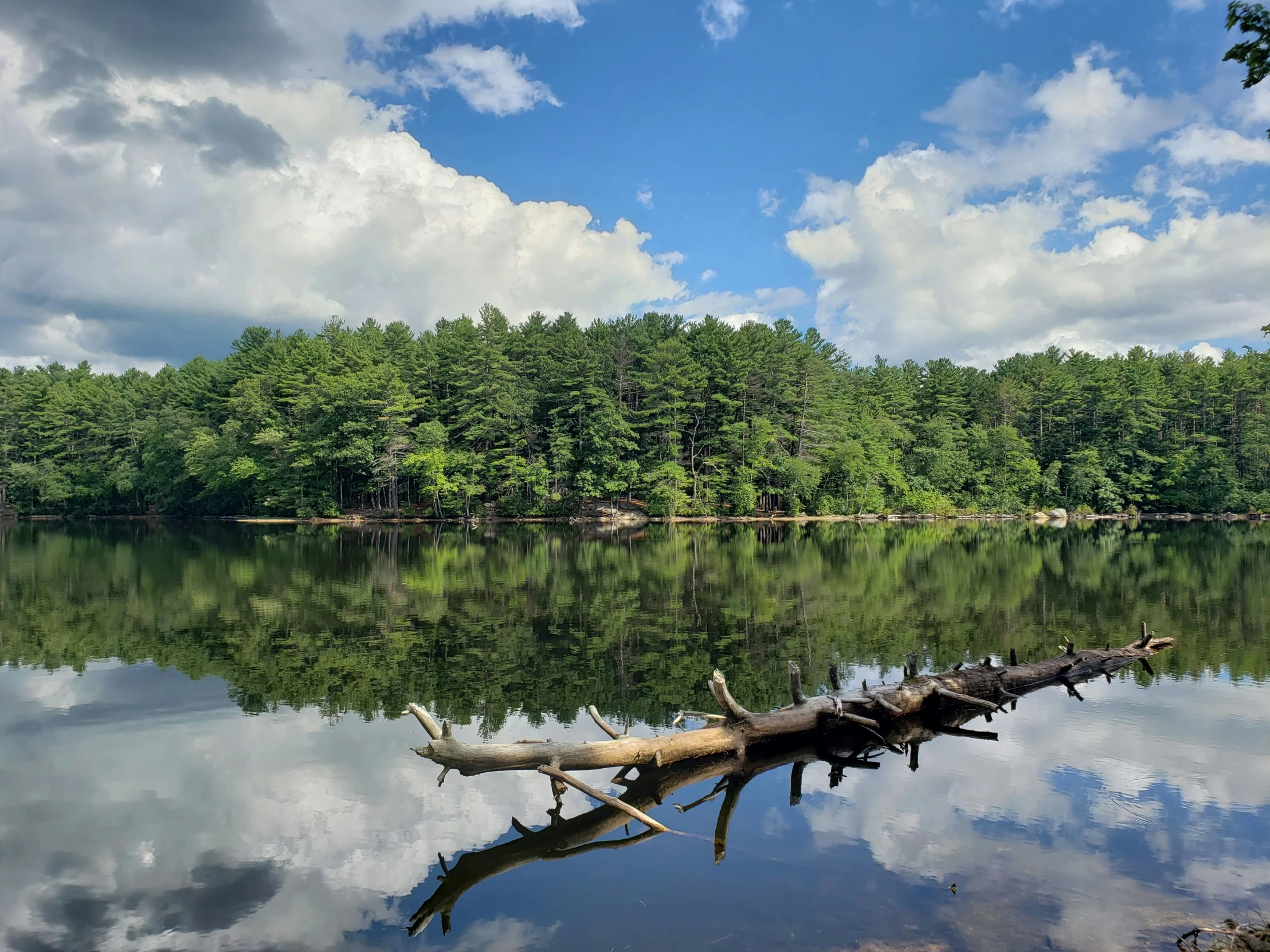 a dead log is resting in the water