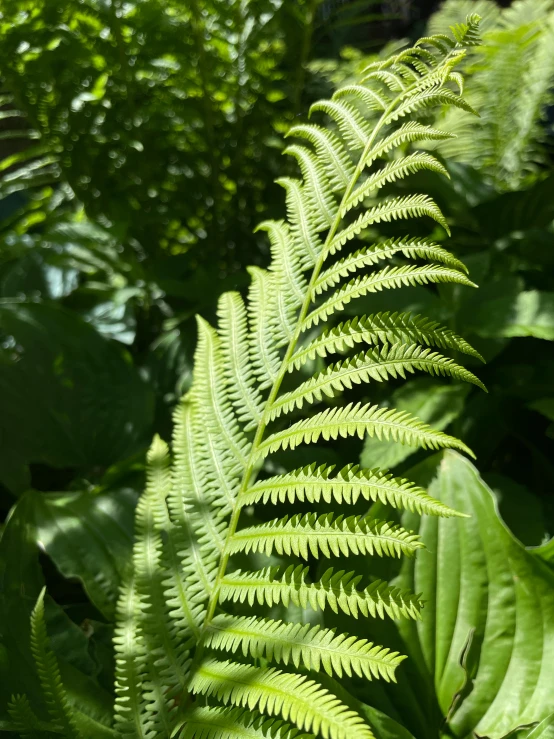 the leaves of a plant in a garden