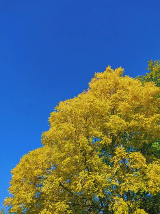 a large leafy tree with yellow leaves and an old clock tower in the background