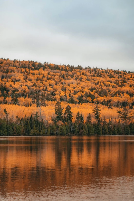 an orange colored landscape with lots of trees on it