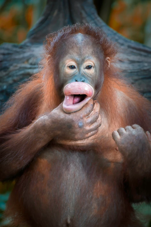 an adult orangui monkey is laughing and holding its baby