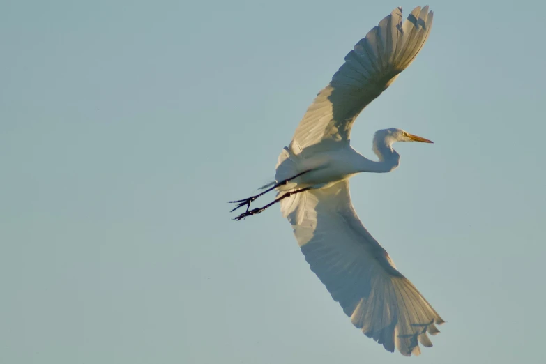 an image of a big white bird flying in the air