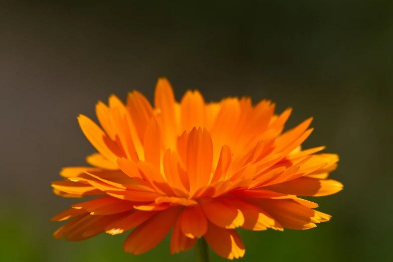 an orange flower is in the middle of a blurry background