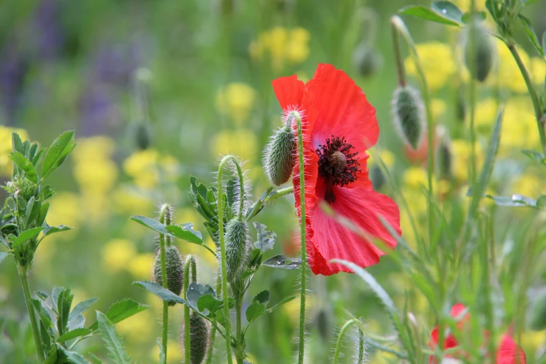 a bright red flower in front of many other flowers