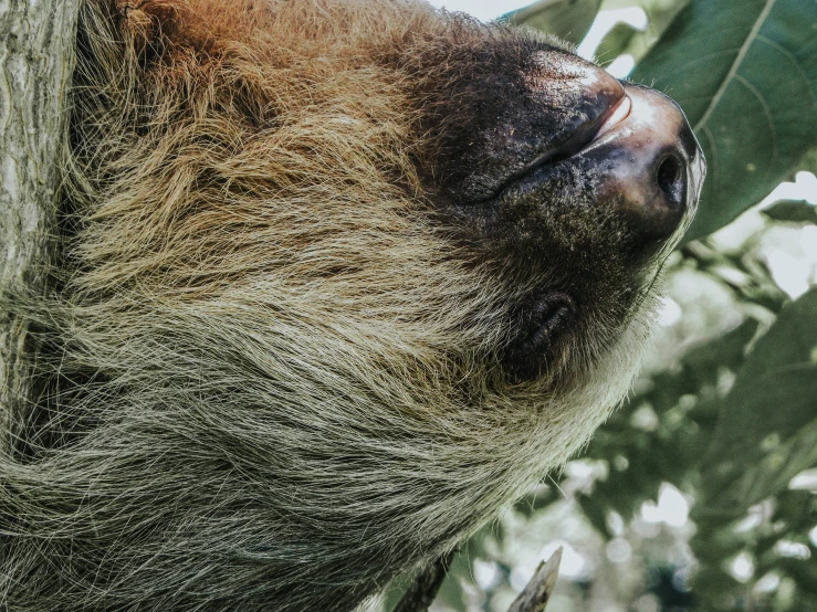 an adult brown and black sloth hanging from a tree nch