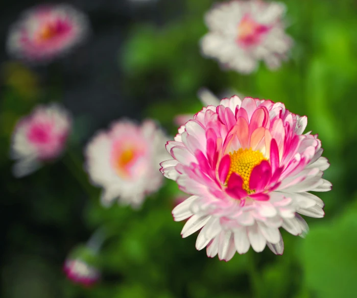 a pink and white flower with green background