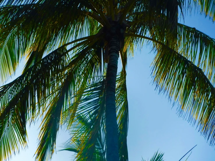 looking up at a tall palm tree under a blue sky