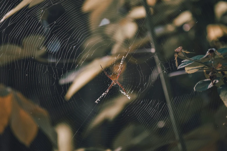 a spider sits on its web outside in the middle of grass