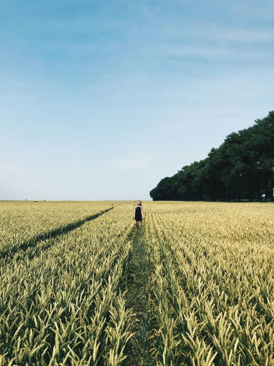 a lone person walks through a wheat field