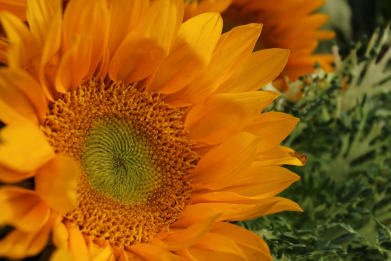a sunflower with large yellow petals sits in the middle of a garden
