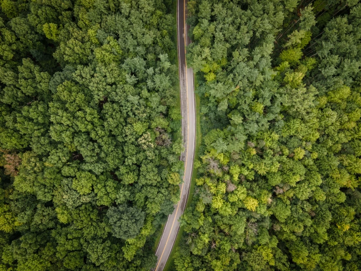 an aerial po shows a road through the trees