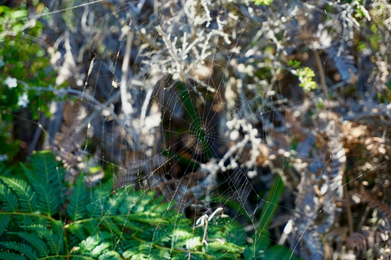 a web covered with webs and leaves sits on the ground