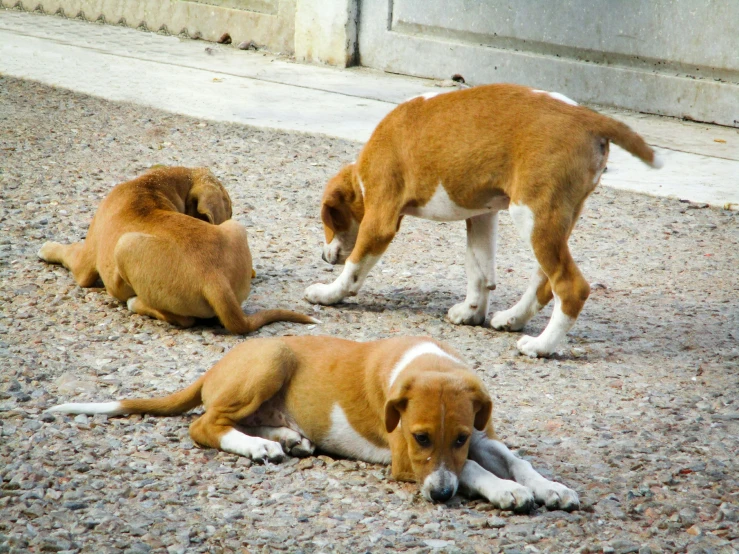 three brown and white puppies laying on the ground