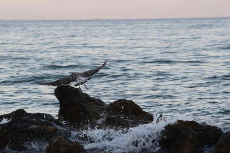 two seagulls standing on top of a rock near the ocean