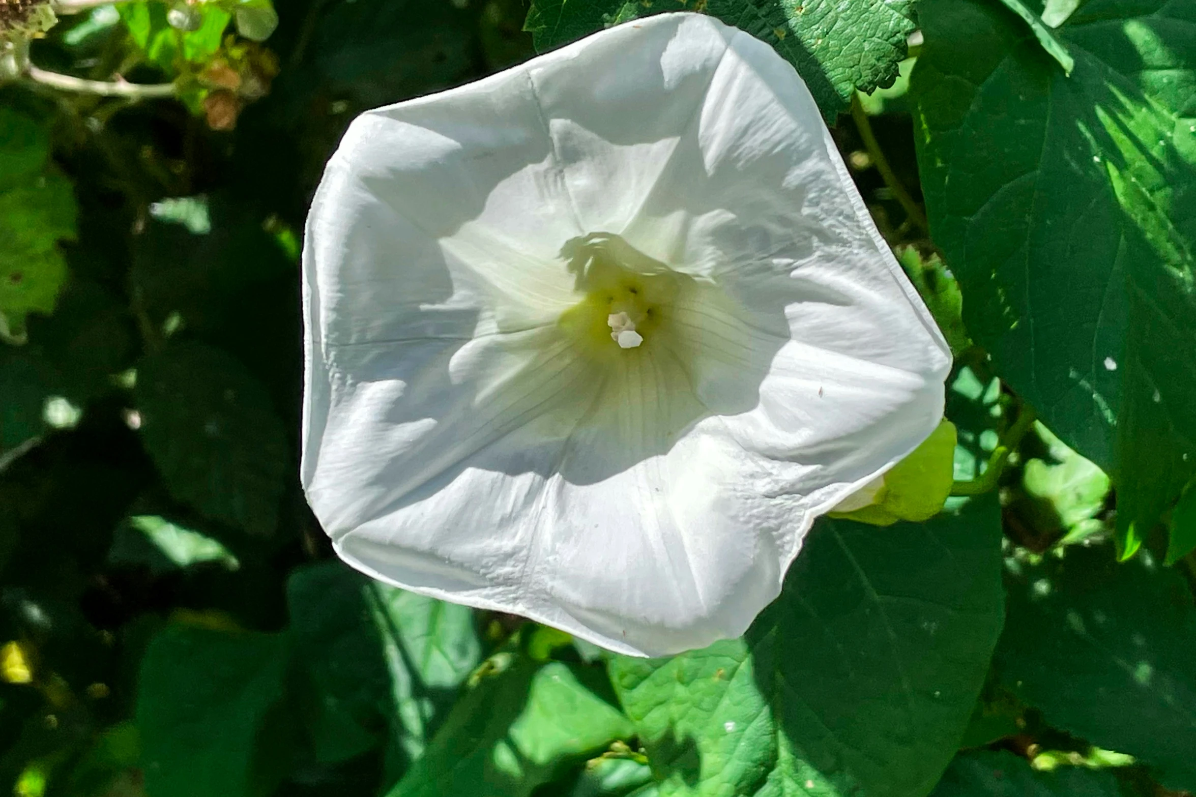 a white flower in the center of the plant