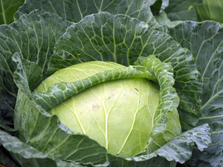 the cabbage has a long stem on it