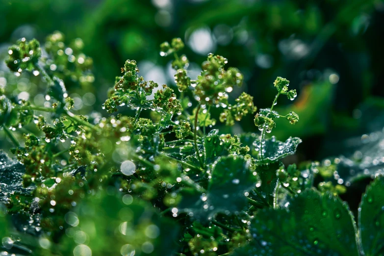 some green leaves covered with water droplets