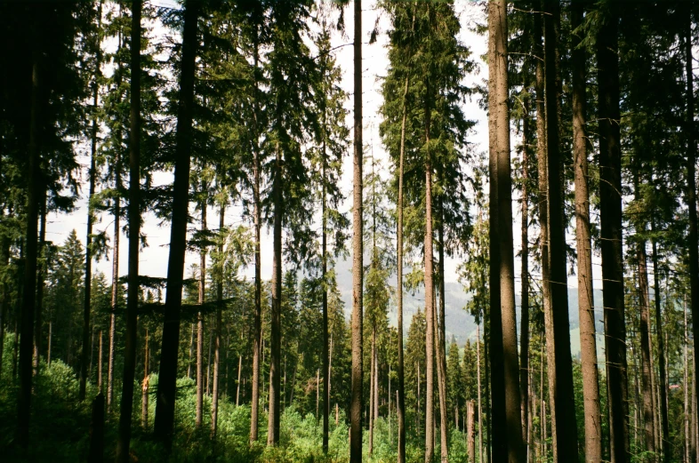 a group of tall green trees next to the forest