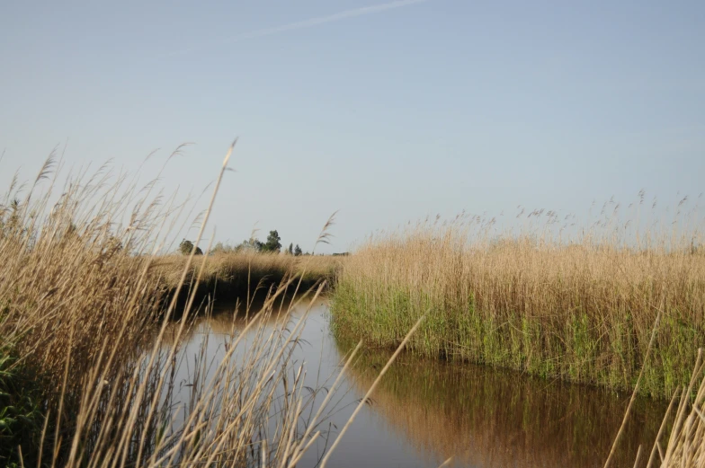 the stream in the distance winds through high grass