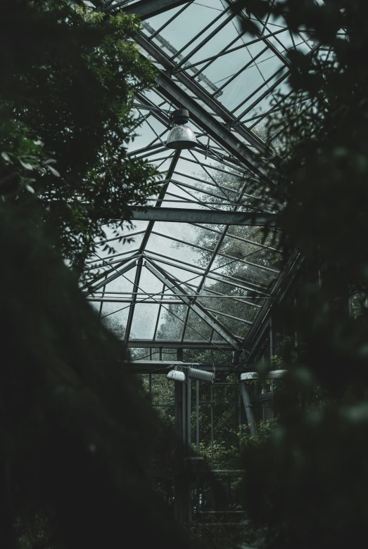 a glass roof greenhouse with several green plants