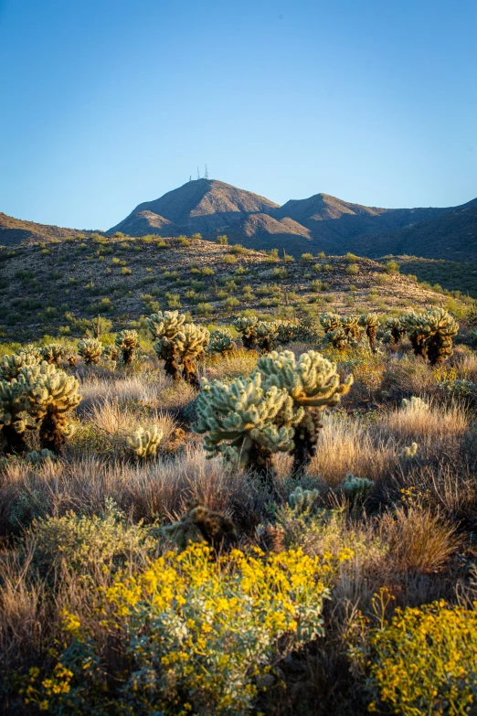 a bush with yellow flowers and mountains in the background