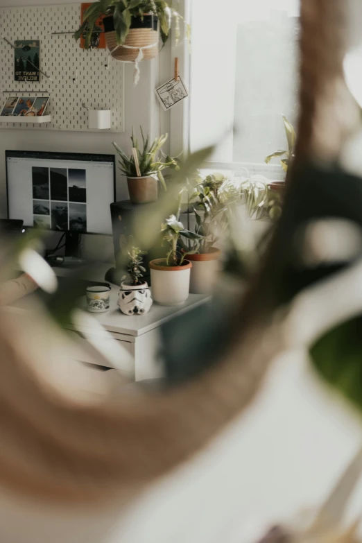 there are plants in the kitchen that are looking out