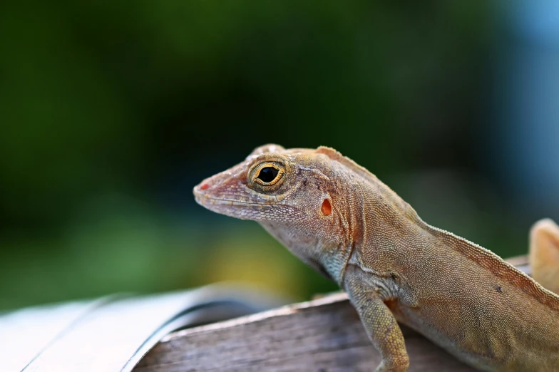 small lizard sitting on a wooden slat