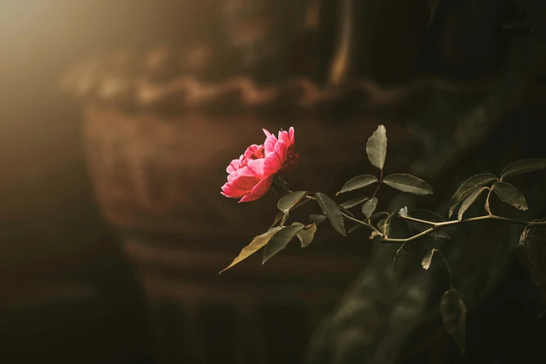 red flower in a dark room with greenery