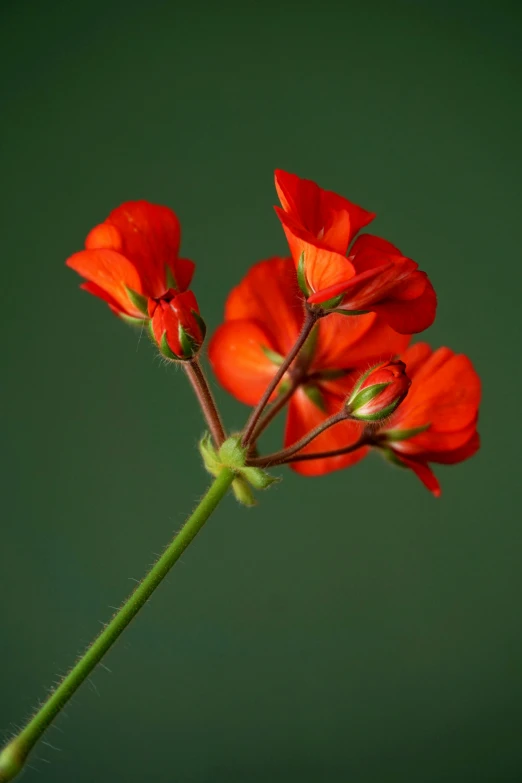 three red flowers growing out of the back side of a vase