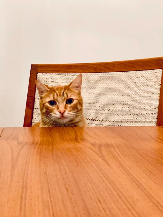 a orange and white cat sitting on a wooden chair