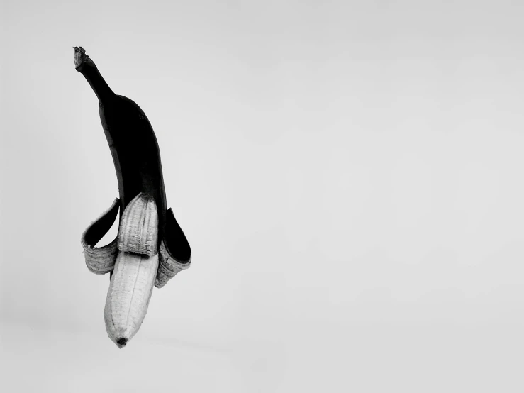 an orca whale swimming against a white sky