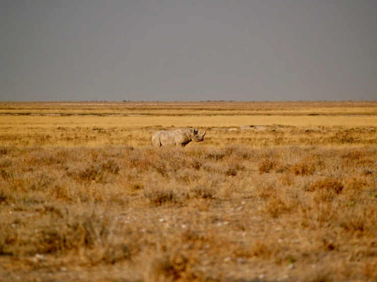 two animals are standing in an empty field