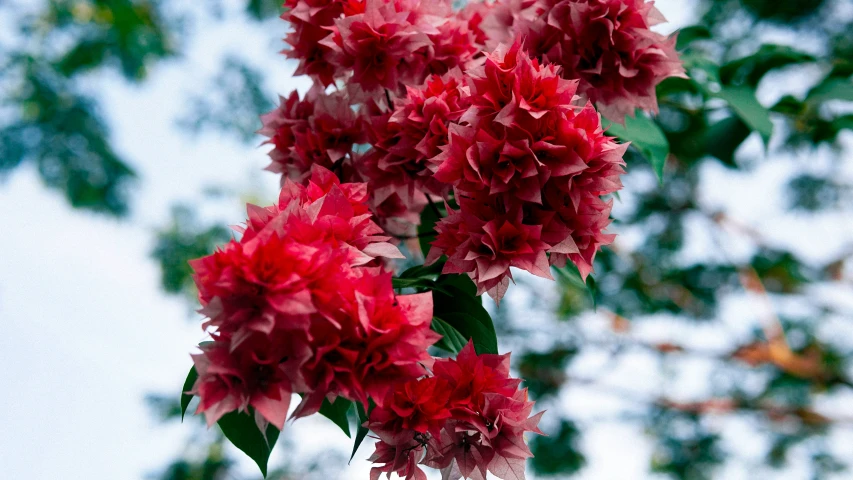 some pretty red flowers that are in a tree