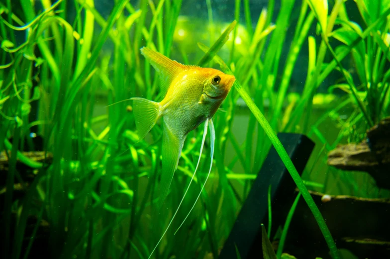 a fish swimming in the water with grass growing around