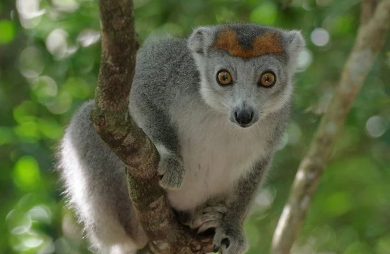 a grey animal with an orange - tipped head sitting in a tree