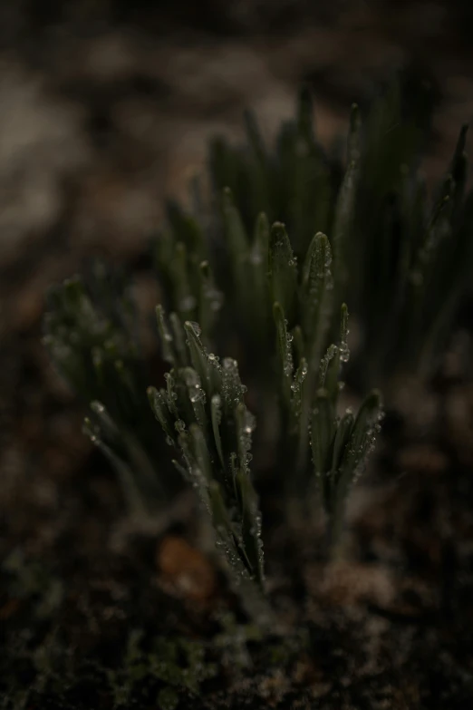 close up of water drops from a green plant