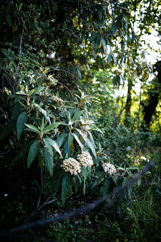 a very green forest filled with lots of wild plants