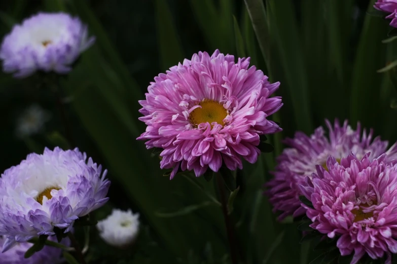 a large group of purple flowers next to each other