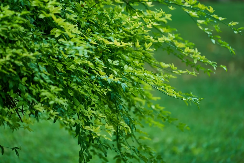 a green bush with long leaves hanging from it's nches