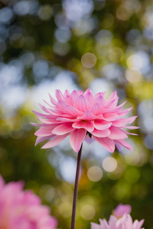 pink flowers are blooming outside in the sun