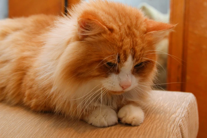 a very cute furry cat laying on top of a chair