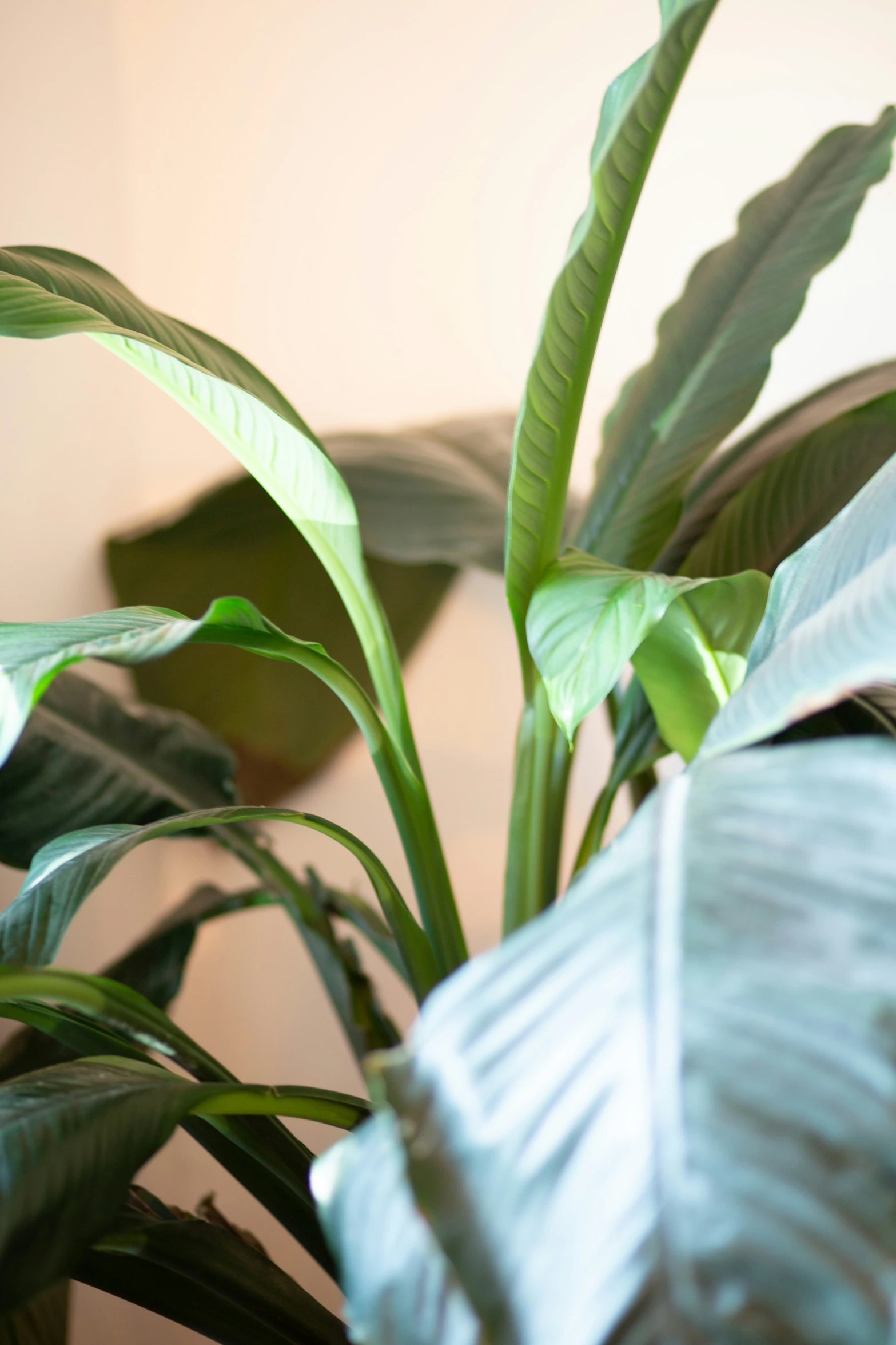 a plant is sitting in the corner of a room