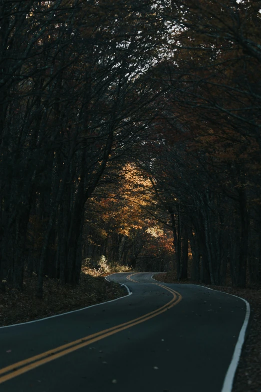 a curvey road lined with trees and leaves