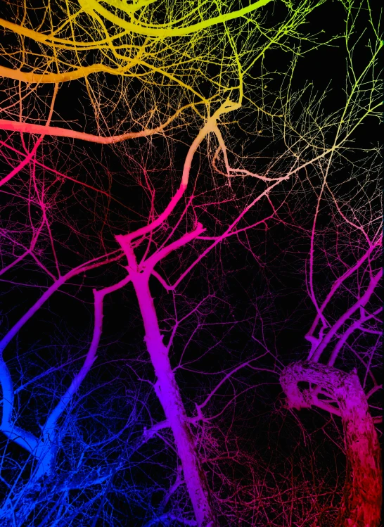 a group of tree limbs are shown in rainbow colors