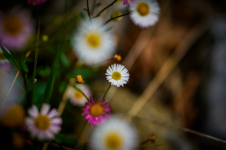 several daisies are blooming in this pot