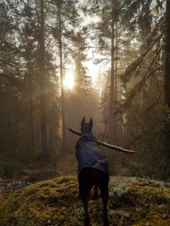 a horse stands in a forest as the sun rises