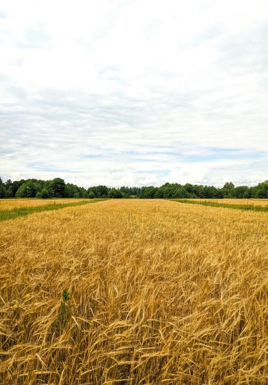 a tall brown field that has trees in the background