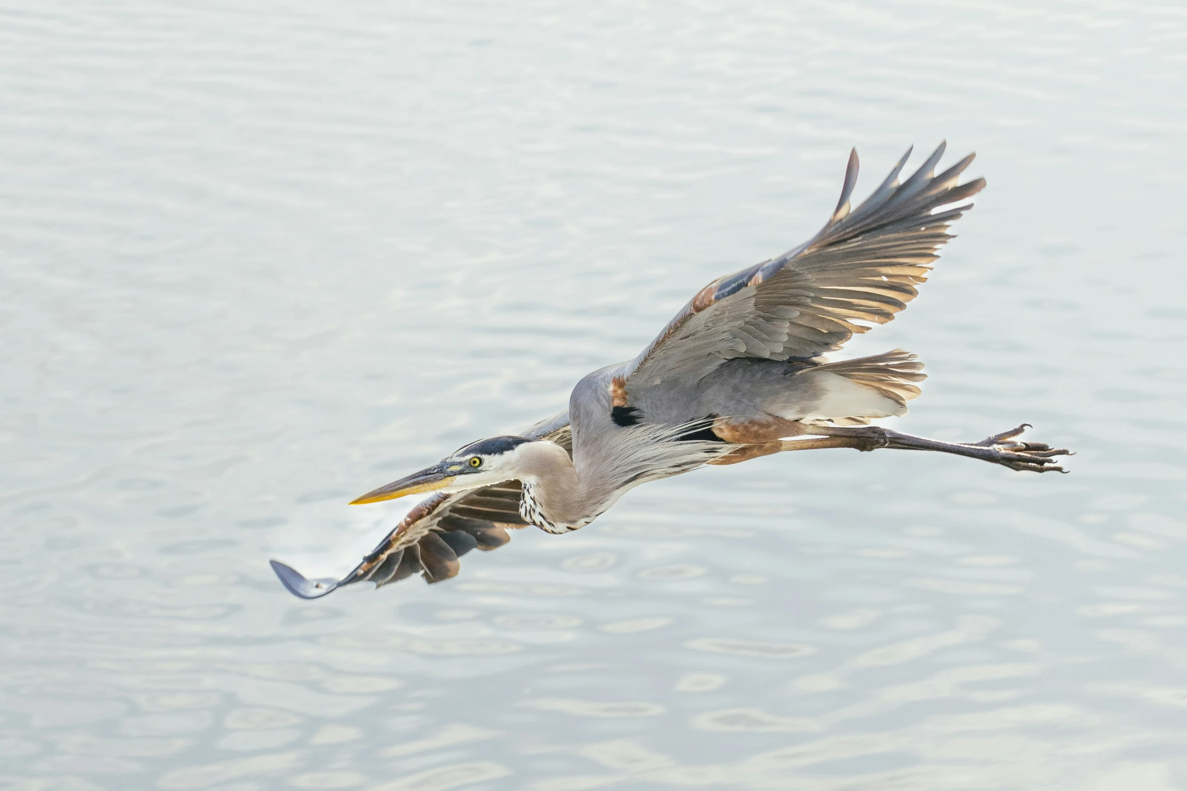 a bird with wings spread flying over water